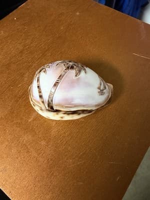 Carved Etched Tiger Cowrie Seashell Hawaii Palm Tree Overwater Hut Seagulls