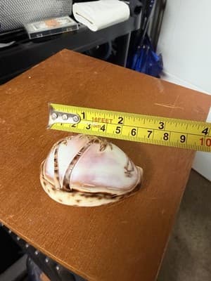 Carved Etched Tiger Cowrie Seashell Hawaii Palm Tree Overwater Hut Seagulls - Thumbnail 4