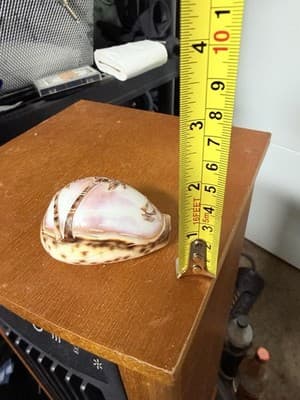 Carved Etched Tiger Cowrie Seashell Hawaii Palm Tree Overwater Hut Seagulls - Thumbnail 5