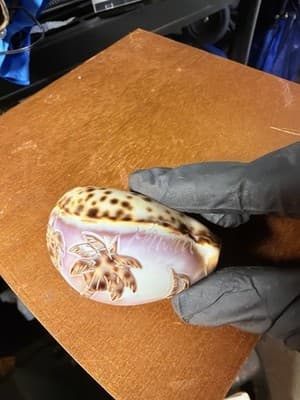 Carved Etched Tiger Cowrie Seashell Hawaii Palm Tree Overwater Hut Seagulls - Thumbnail 2