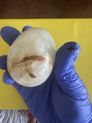 Vintage Onyx Stone Egg – Natural Polished Marble-Look Decorative Collectible - Thumbnail 6
