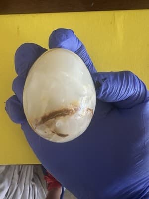 Vintage Onyx Stone Egg – Natural Polished Marble-Look Decorative Collectible - Thumbnail 3