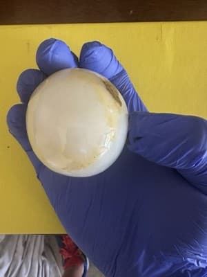 Vintage Onyx Stone Egg – Natural Polished Marble-Look Decorative Collectible - Thumbnail 2