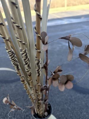 Tall Decorative Floor Vase Capiz Shell Style w/ Dried Bamboo Sticks 29” - Thumbnail 3
