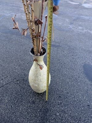 Tall Decorative Floor Vase Capiz Shell Style w/ Dried Bamboo Sticks 29” - Thumbnail 6