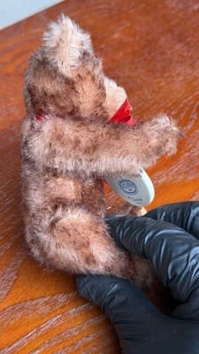 Steiff Goebel M.I. Hummel Little Maestro Teddy Bear 01636 Millennium 2000 - Thumbnail 7