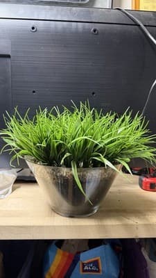 Artificial Grass Plant in Glass Pot Faux Green Decor ~12” Tall