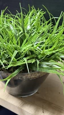 Artificial Grass Plant in Glass Pot Faux Green Decor ~12” Tall - Thumbnail 5