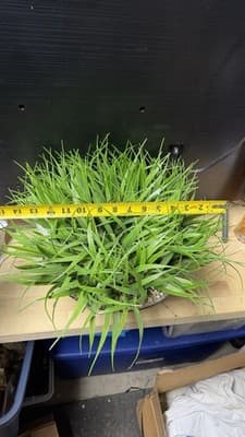 Artificial Grass Plant in Glass Pot Faux Green Decor ~12” Tall - Thumbnail 10