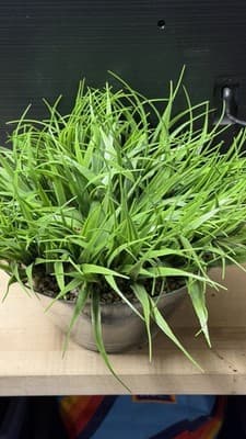 Artificial Grass Plant in Glass Pot Faux Green Decor ~12” Tall - Thumbnail 4