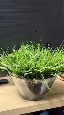Artificial Grass Plant in Glass Pot Faux Green Decor ~12” Tall - Thumbnail 2