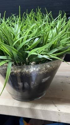 Artificial Grass Plant in Glass Pot Faux Green Decor ~12” Tall - Thumbnail 8