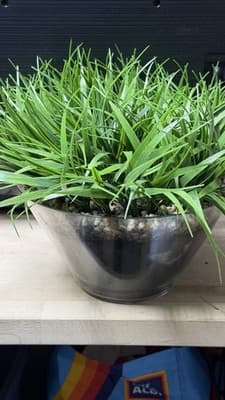 Artificial Grass Plant in Glass Pot Faux Green Decor ~12” Tall - Thumbnail 6