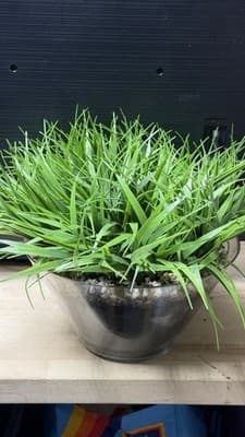 Artificial Grass Plant in Glass Pot Faux Green Decor ~12” Tall - Thumbnail 7