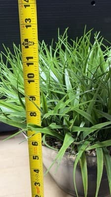 Artificial Grass Plant in Glass Pot Faux Green Decor ~12” Tall - Thumbnail 9