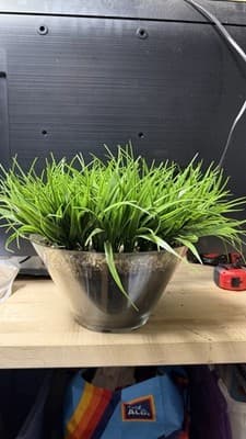 Artificial Grass Plant in Glass Pot Faux Green Decor ~12” Tall - Thumbnail 3