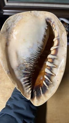 Large Natural Sea Shell Decorative Conch Nautical Beach Decor - Thumbnail 14