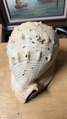Large Natural Sea Shell Decorative Conch Nautical Beach Decor - Thumbnail 13