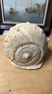 Large Natural Sea Shell Decorative Conch Nautical Beach Decor - Thumbnail 8