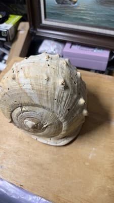 Large Natural Sea Shell Decorative Conch Nautical Beach Decor - Thumbnail 10