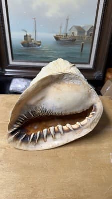 Large Natural Sea Shell Decorative Conch Nautical Beach Decor - Thumbnail 2
