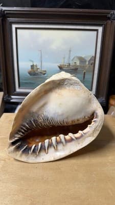 Large Natural Sea Shell Decorative Conch Nautical Beach Decor