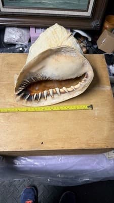 Large Natural Sea Shell Decorative Conch Nautical Beach Decor - Thumbnail 5