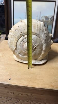 Large Natural Sea Shell Decorative Conch Nautical Beach Decor - Thumbnail 11