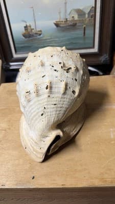 Large Natural Sea Shell Decorative Conch Nautical Beach Decor - Thumbnail 12