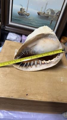 Large Natural Sea Shell Decorative Conch Nautical Beach Decor - Thumbnail 7
