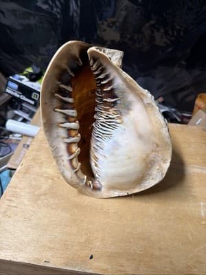 Large Natural Sea Shell Decorative Conch Nautical Beach Decor - Thumbnail 4