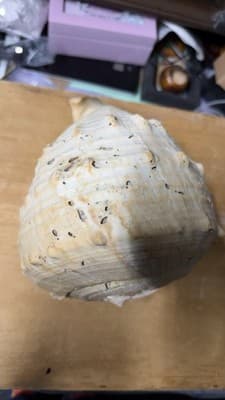 Large Natural Sea Shell Decorative Conch Nautical Beach Decor - Thumbnail 9
