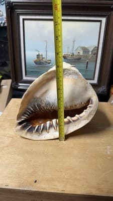Large Natural Sea Shell Decorative Conch Nautical Beach Decor - Thumbnail 6