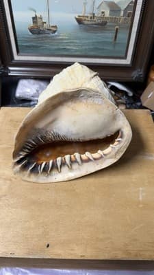 Large Natural Sea Shell Decorative Conch Nautical Beach Decor - Thumbnail 3