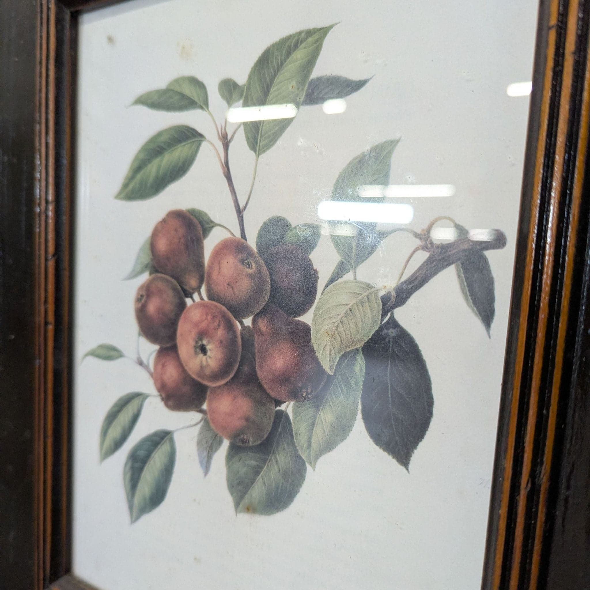 Set of 3 Framed Fruit Botanical Prints - Classic Wall Art - Thumbnail 5