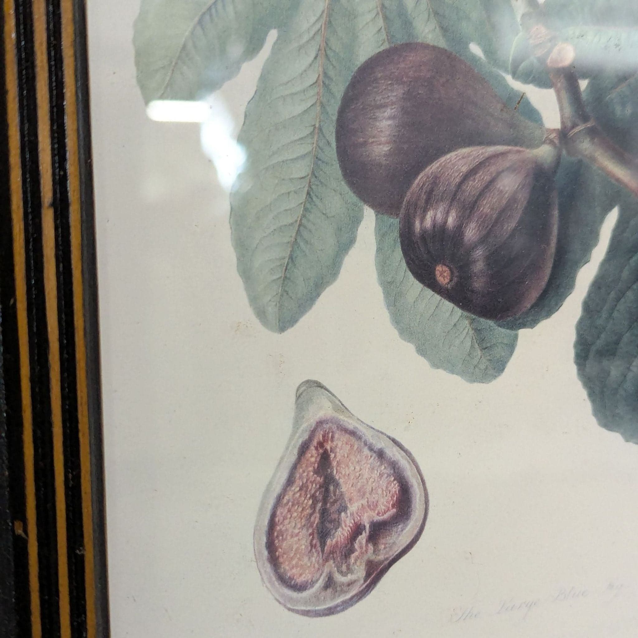Set of 3 Framed Fruit Botanical Prints - Classic Wall Art - Thumbnail 2