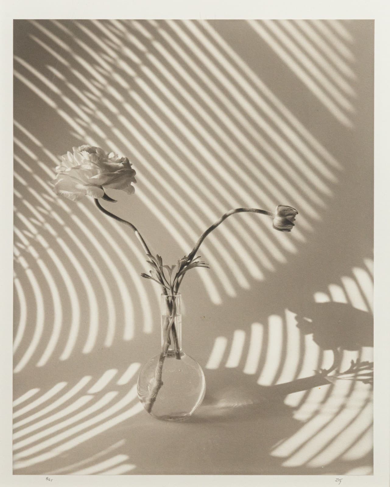 James Ware Pitts - Two Ranunculus On Curved, Striped Background, 1994 Signed - Thumbnail 2