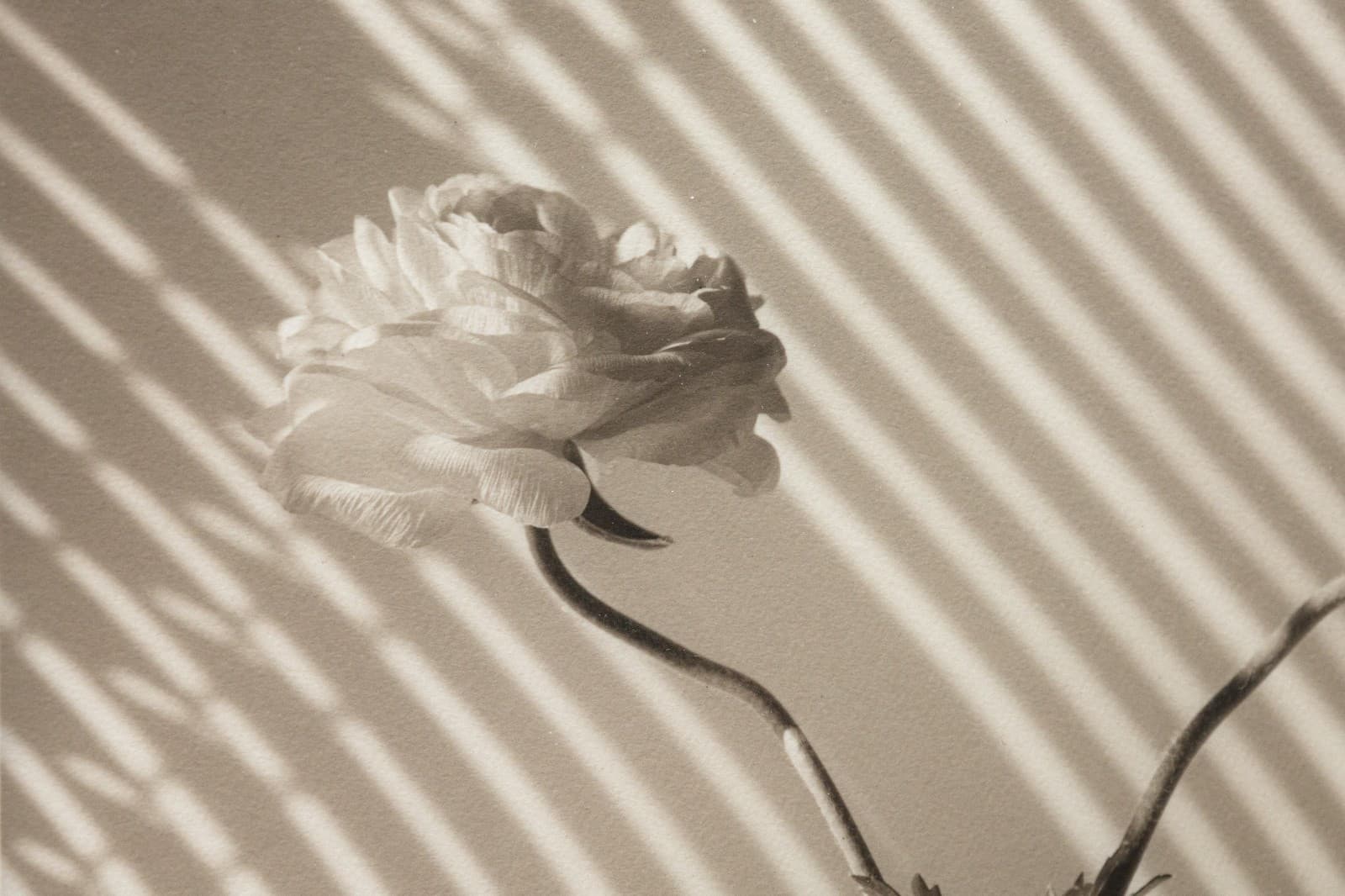 James Ware Pitts - Two Ranunculus On Curved, Striped Background, 1994 Signed - Thumbnail 4
