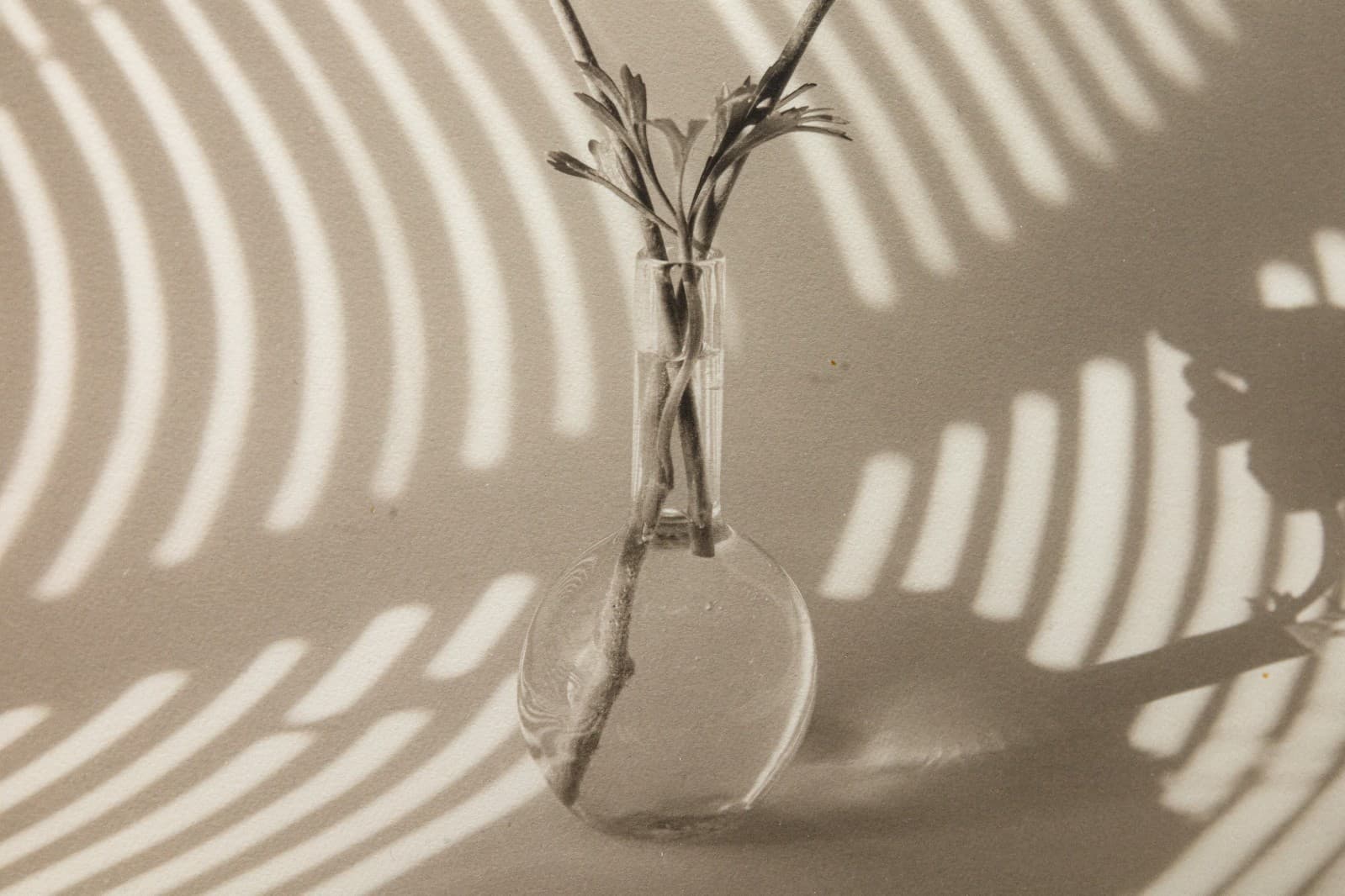 James Ware Pitts - Two Ranunculus On Curved, Striped Background, 1994 Signed - Thumbnail 5