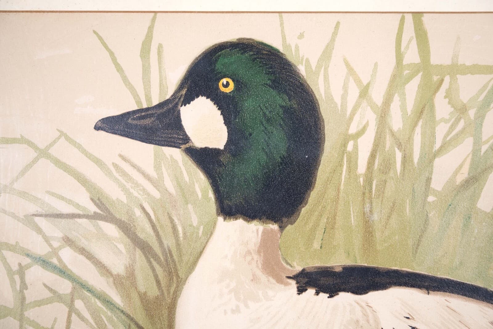 Alexander Pope Jr. Water Fowl Antique Chromolithograph on Paper 1878 Framed - Thumbnail 4