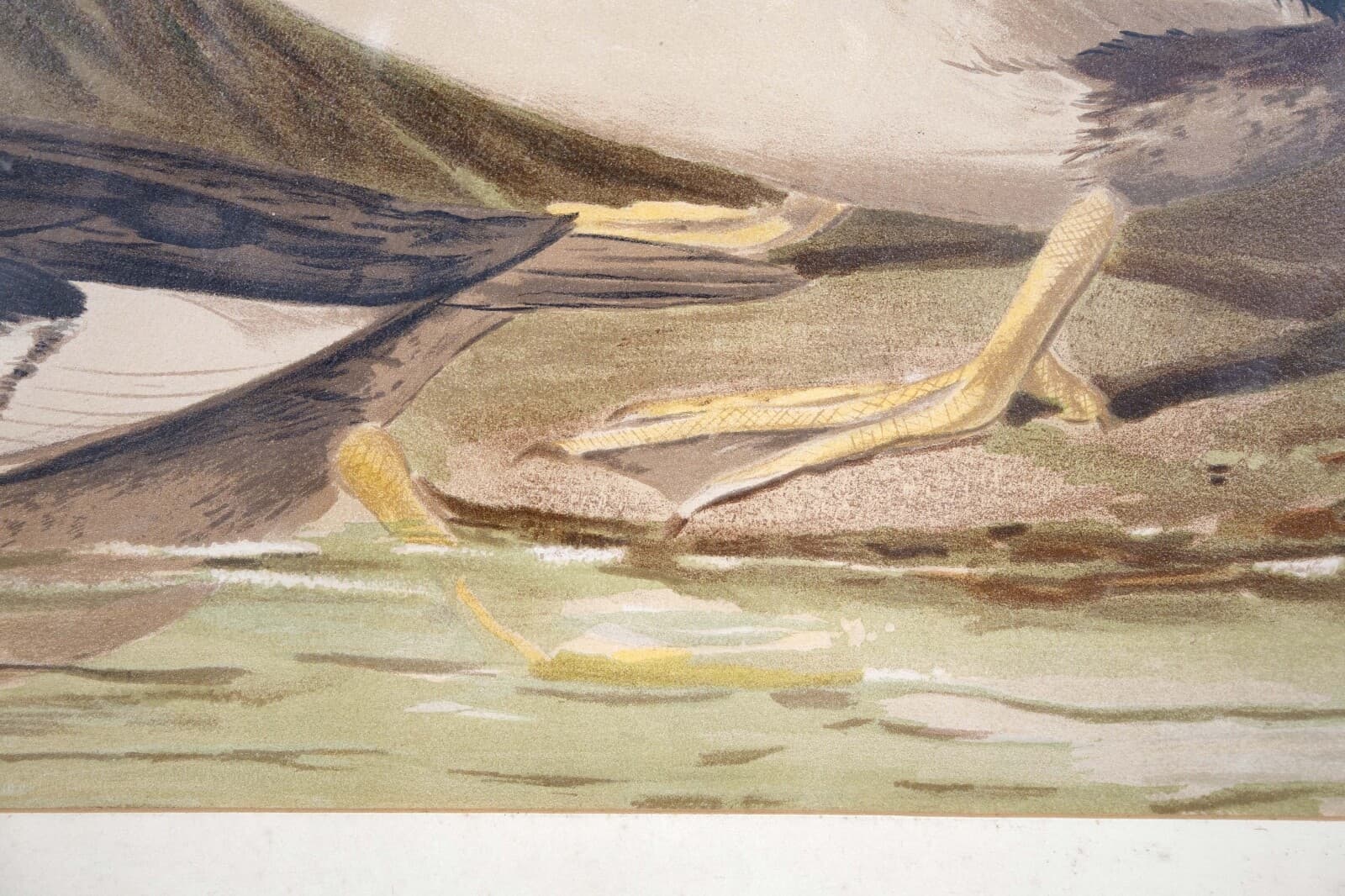 Alexander Pope Jr. Water Fowl Antique Chromolithograph on Paper 1878 Framed - Thumbnail 7