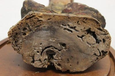 Rare Ancient Asian Buddha Wood Sculpture & Glass Dome - Thumbnail 7