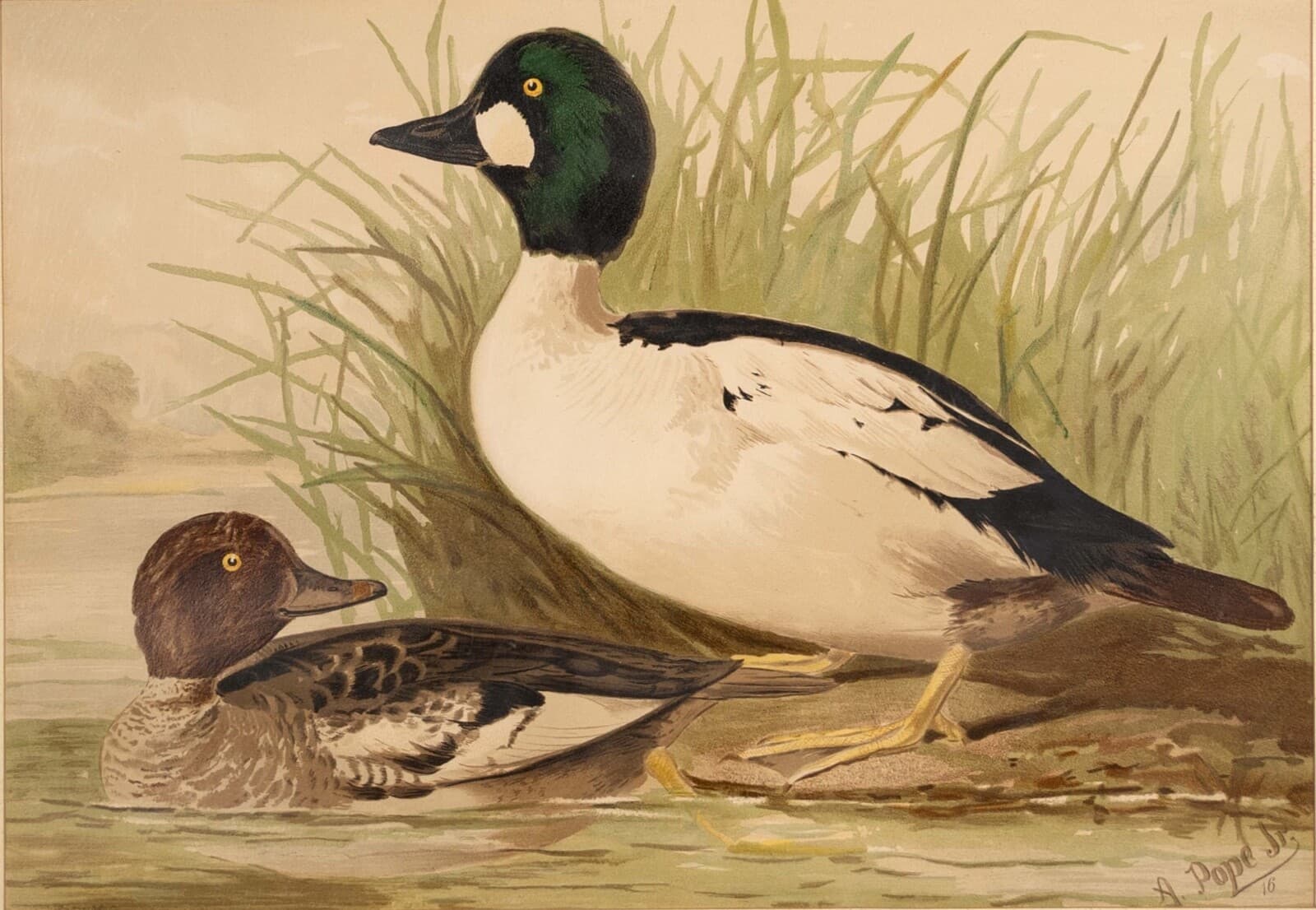 Alexander Pope Jr. Water Fowl Antique Chromolithograph on Paper 1878 Framed - Thumbnail 3