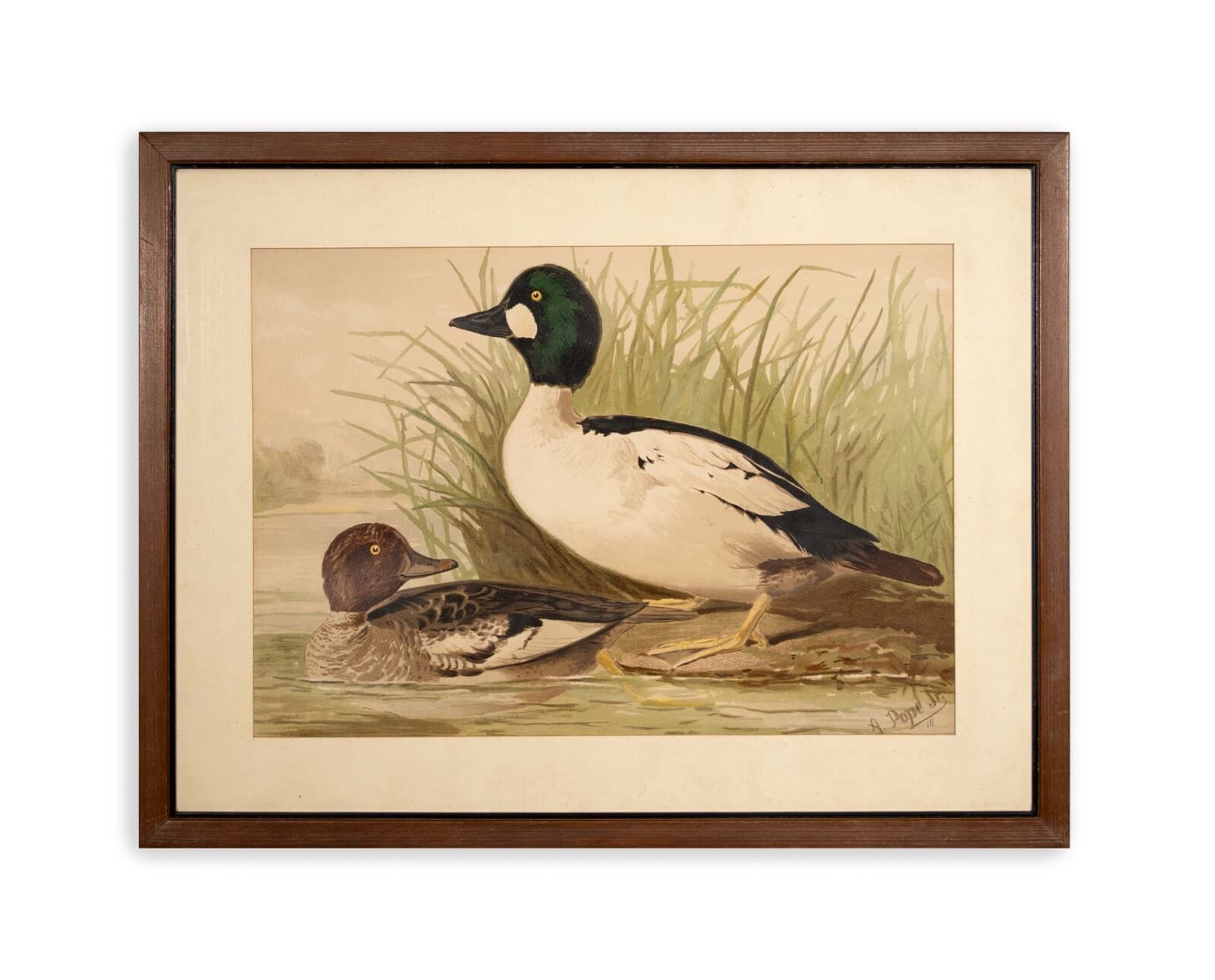 Alexander Pope Jr. Water Fowl Antique Chromolithograph on Paper 1878 Framed - Thumbnail 2