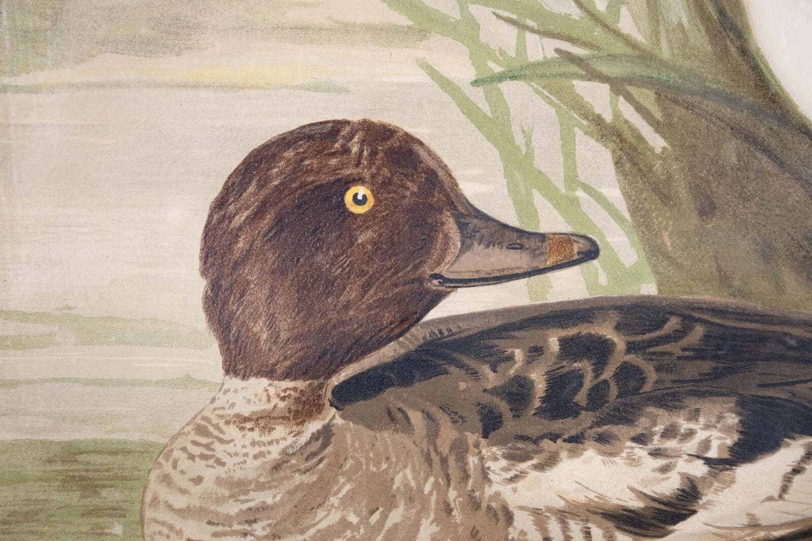 Alexander Pope Jr. Water Fowl Antique Chromolithograph on Paper 1878 Framed - Thumbnail 6