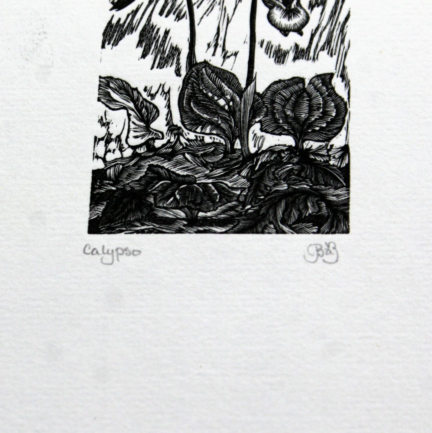 Unframed Brendan A. Brandis Wood Engraving Calypso - Thumbnail 4