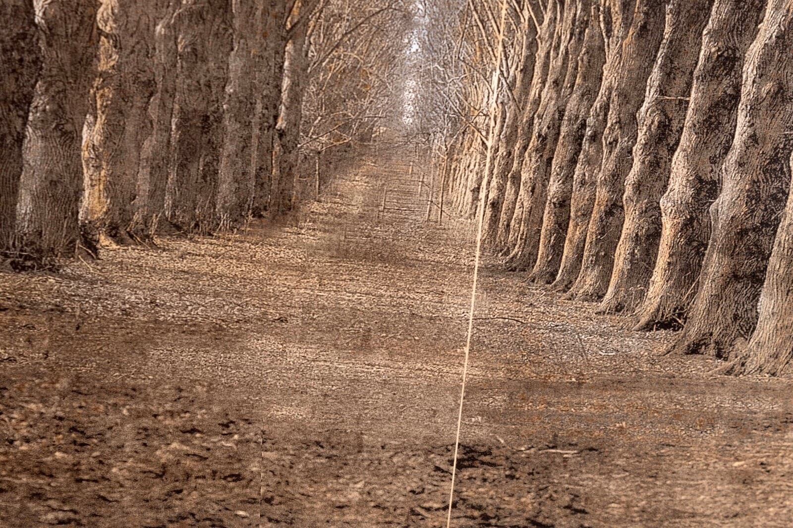 Esteban Chavez Allee Alley of Trees Signed Hand Colored Lithograph on Paper - Thumbnail 9