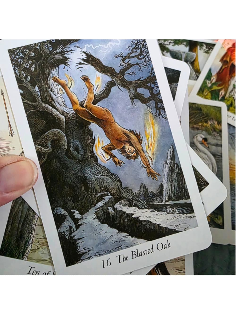 The Wildwood Tarot Deck & Guidebook Set by Mark Ryan & John Matthews (Complete) - Thumbnail 5