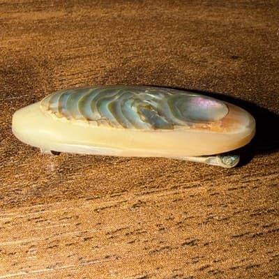 Antique Sterling Oval Layered Mother Of Pearl Brooch C Clasp Pin Peach - Thumbnail 6