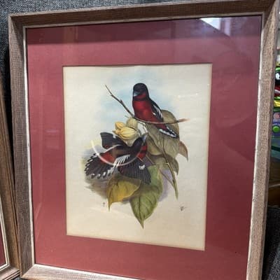 Pair Vintage John Gould Bird Prints Framed Matted Trogons Henry B Sandler Co - Thumbnail 3